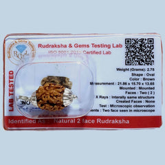 2 Mukhi Rudraksha Himalayan