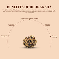 12 Mukhi Nepali Rudraksha