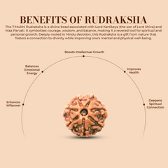 7 Mukhi Rudraksha (Nepali) - Regular