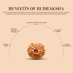 17 Mukhi Rudraksha (Nepali) - Regular