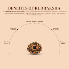 13 Mukhi Nepali Rudraksha 2