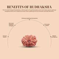 14 Mukhi Rudraksha (Nepali) - Medium