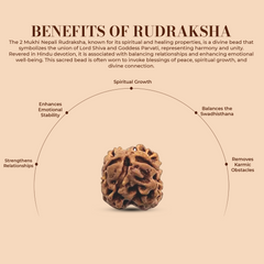 2 Mukhi Rudraksha (Nepali) - Regular