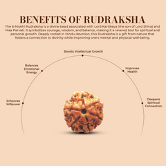 6 Mukhi Rudraksha (Nepali) - Medium