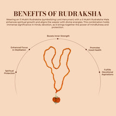 11 Mukhi Rudraksha With 5 Mukhi Rudraksha Mala