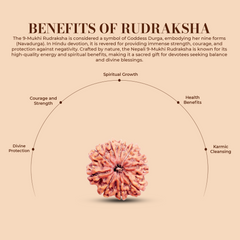 9 Mukhi Rudraksha (Nepali) - Collector