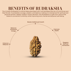 2 Mukhi Rudraksha (Nepali) - Collector