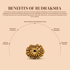 13 Mukhi Rudraksha (Nepali) - Medium