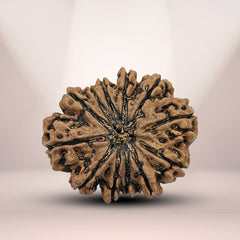 12 Mukhi Nepali Rudraksha 1