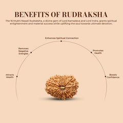 16 Mukhi Rudraksha (Nepali) - Collector