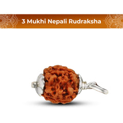 3 Mukhi Rudraksha (Nepali) - Regular