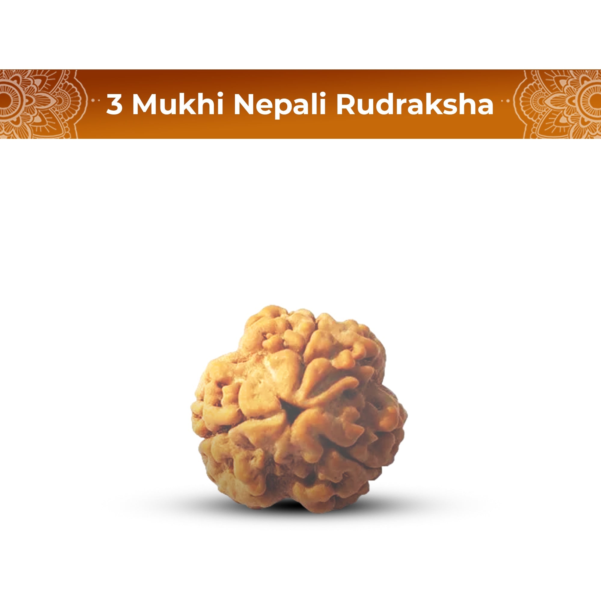 3 Mukhi Rudraksha (Nepali) - Medium