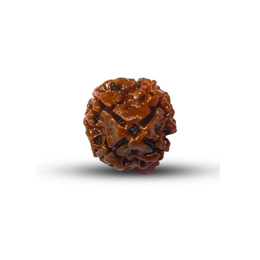 4 Mukhi Rudraksha (Nepali) - Regular