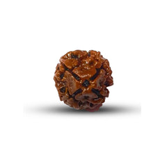 4 Mukhi Rudraksha (Nepali) - Regular