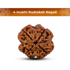 4 Mukhi Rudraksha (Nepali) - Medium