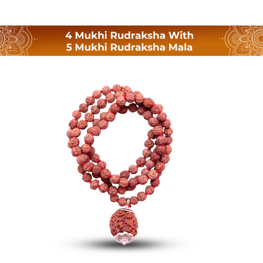 4 Mukhi Rudraksha With 5 Mukhi Rudraksha Mala