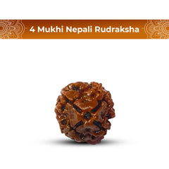 4 Mukhi Rudraksha (Nepali) - Regular