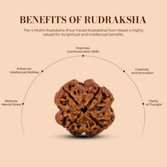 4 Mukhi Rudraksha (Nepali) - Medium