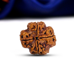 4 Mukhi Rudraksha (Nepali) - Medium