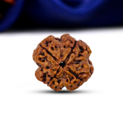 4 Mukhi Rudraksha (Nepali) - Medium