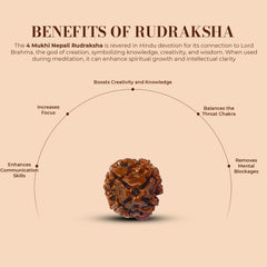 4 Mukhi Rudraksha (Nepali) - Medium