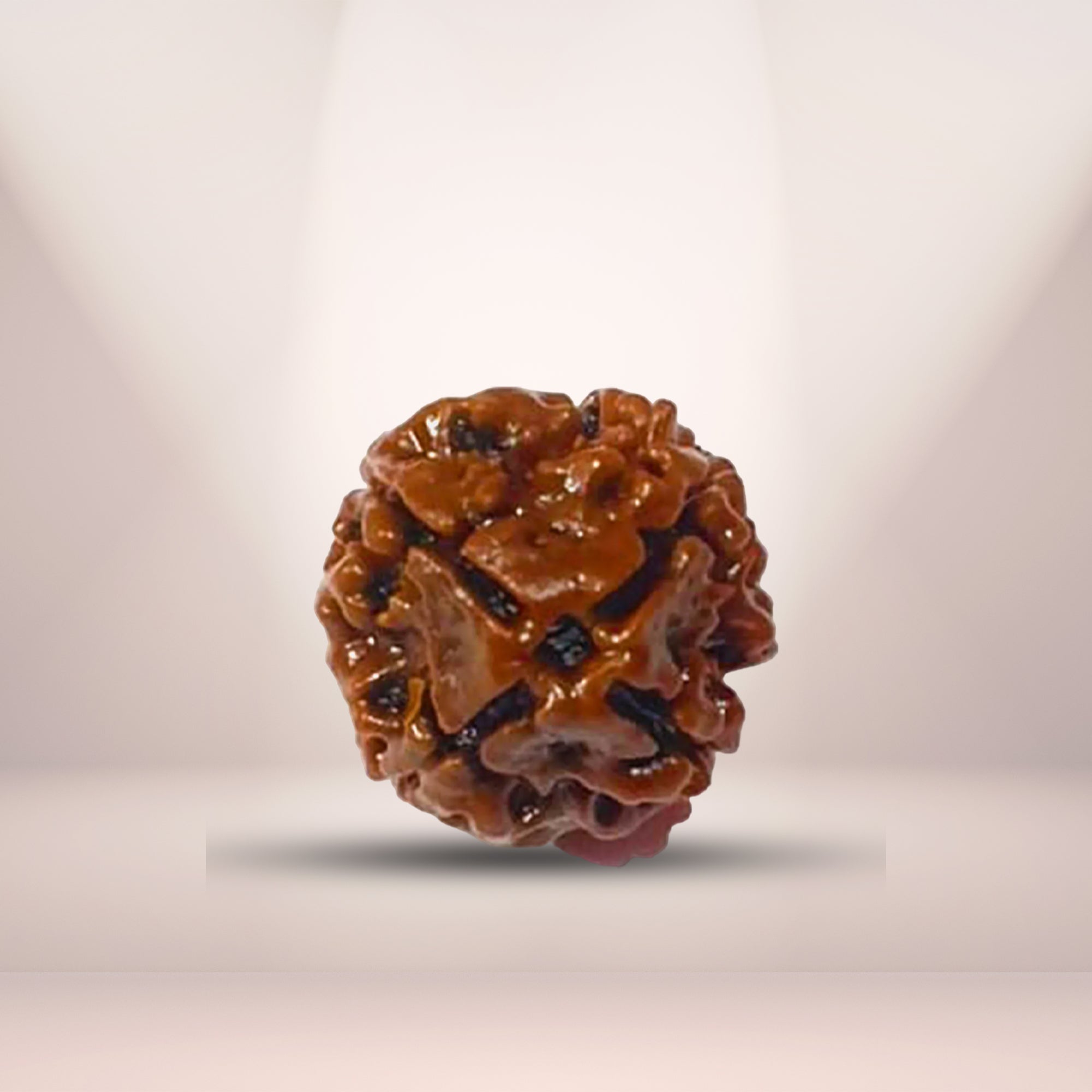 4 Mukhi Rudraksha (Nepali) - Super Collector