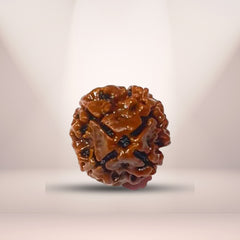 4 Mukhi Rudraksha (Nepali) - Regular