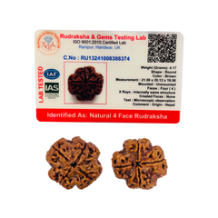 4 Mukhi Rudraksha (Nepali) - Medium