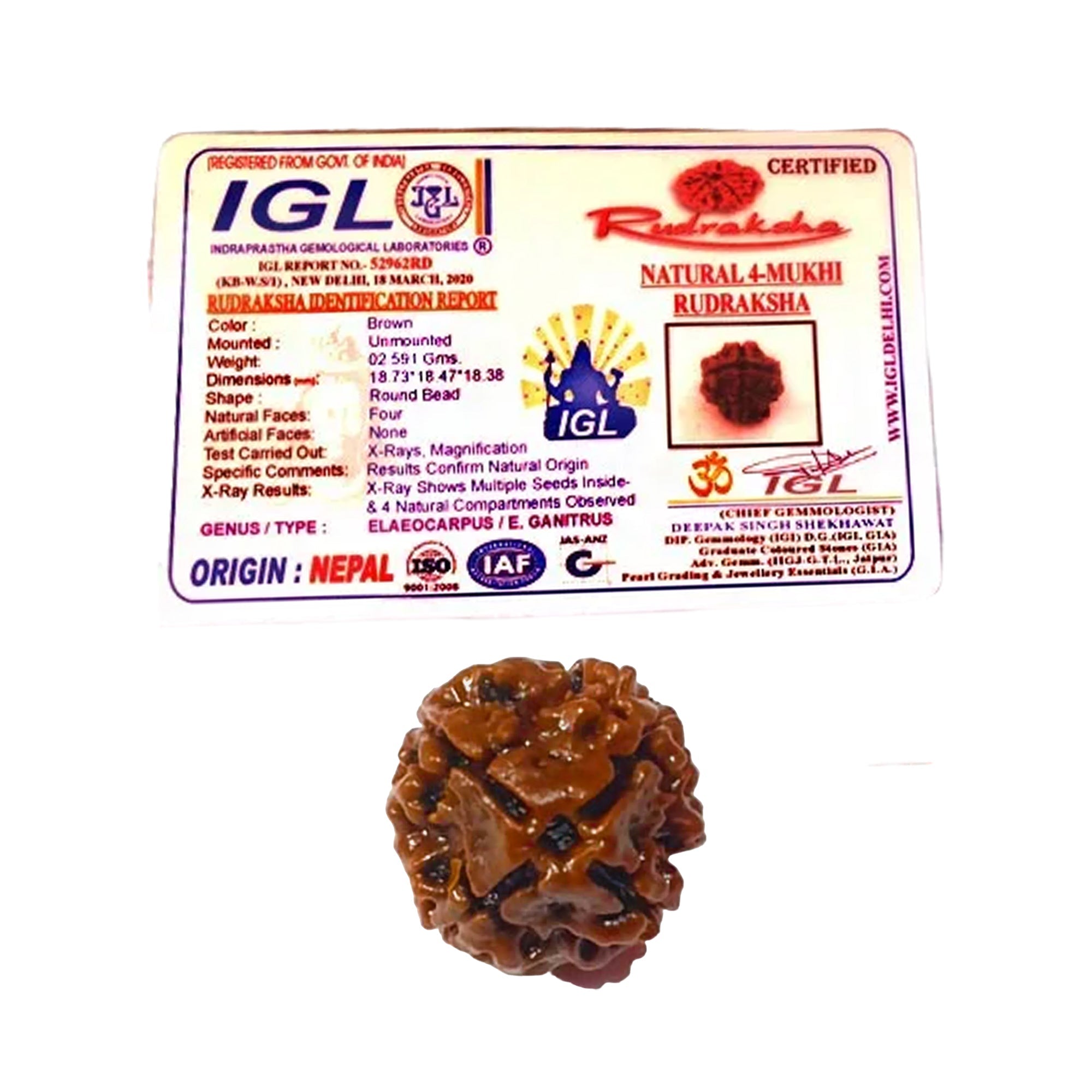 4 Mukhi Rudraksha (Nepali) - Medium