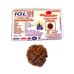 4 Mukhi Rudraksha (Nepali) - Regular