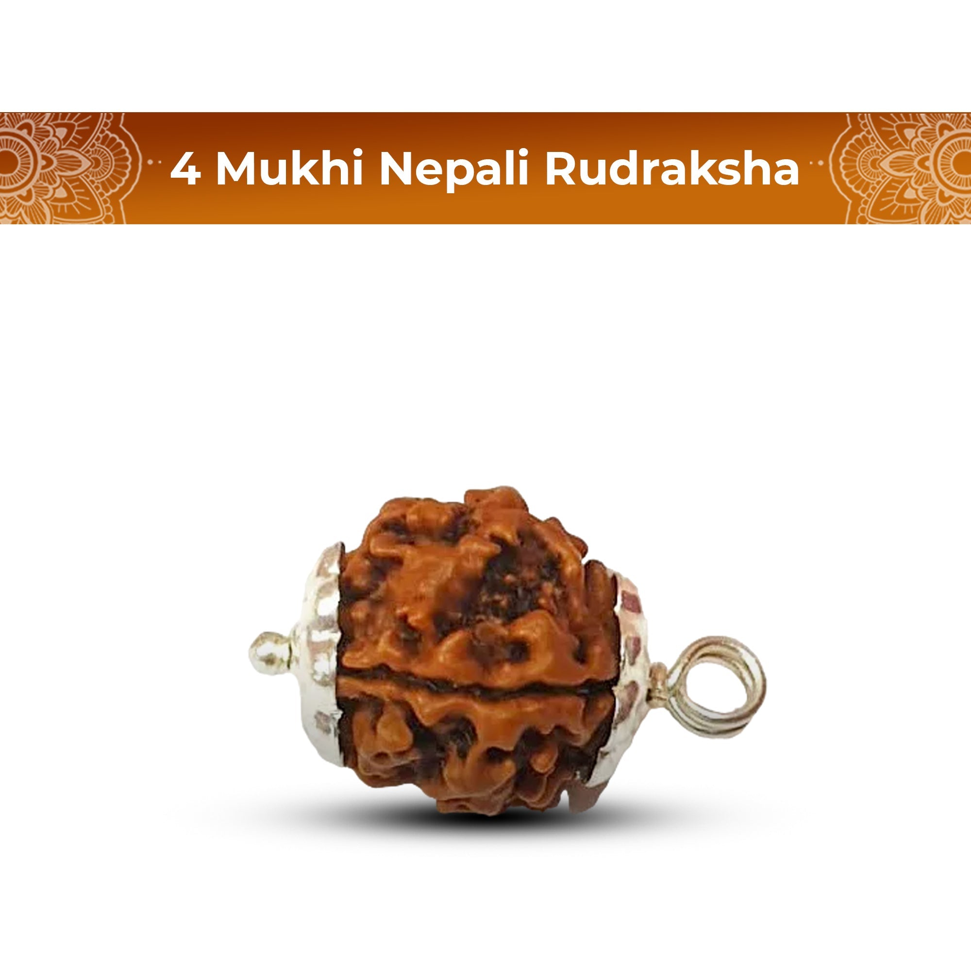 4 Mukhi Rudraksha (Nepali) - Medium