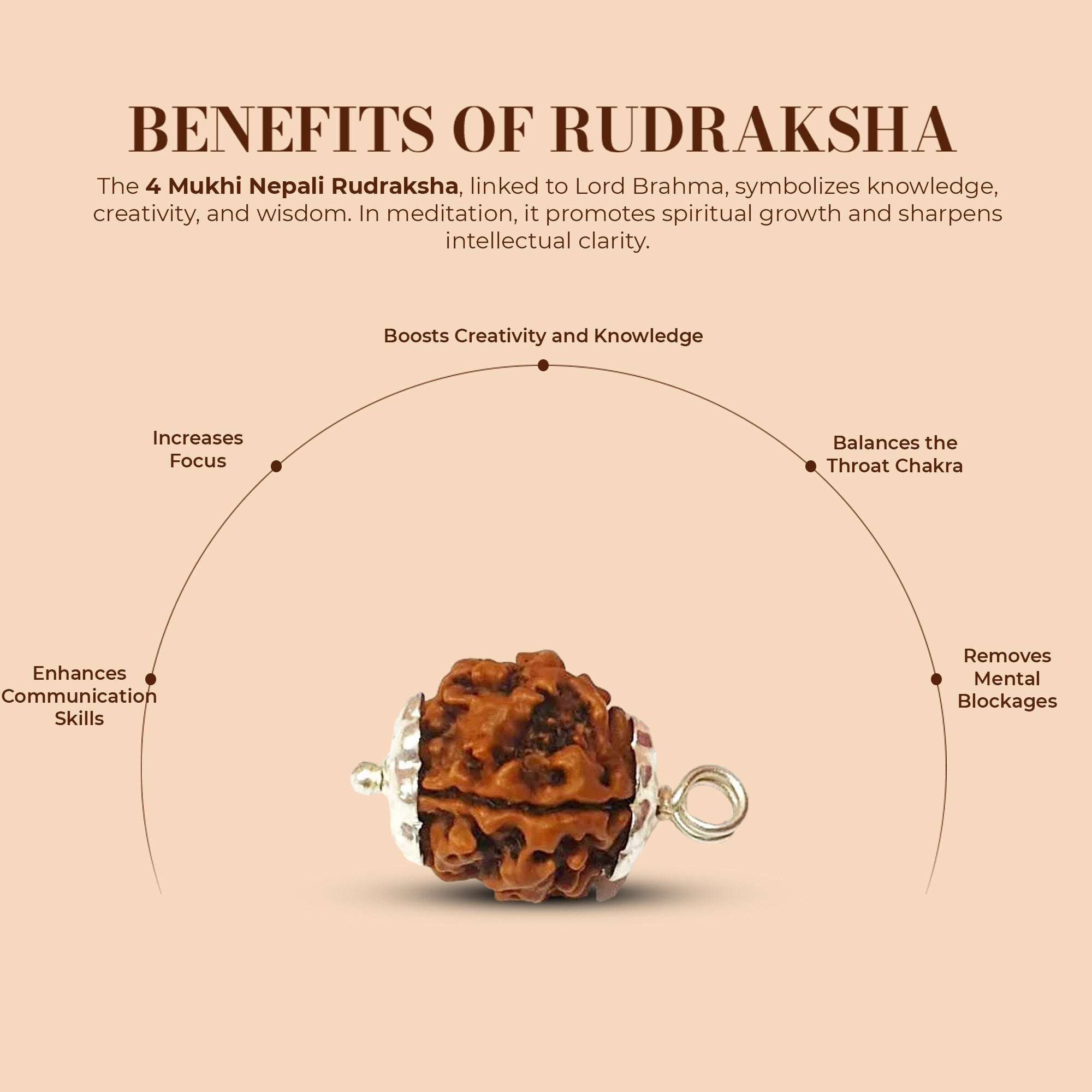 4 Mukhi Rudraksha (Nepali) - Regular