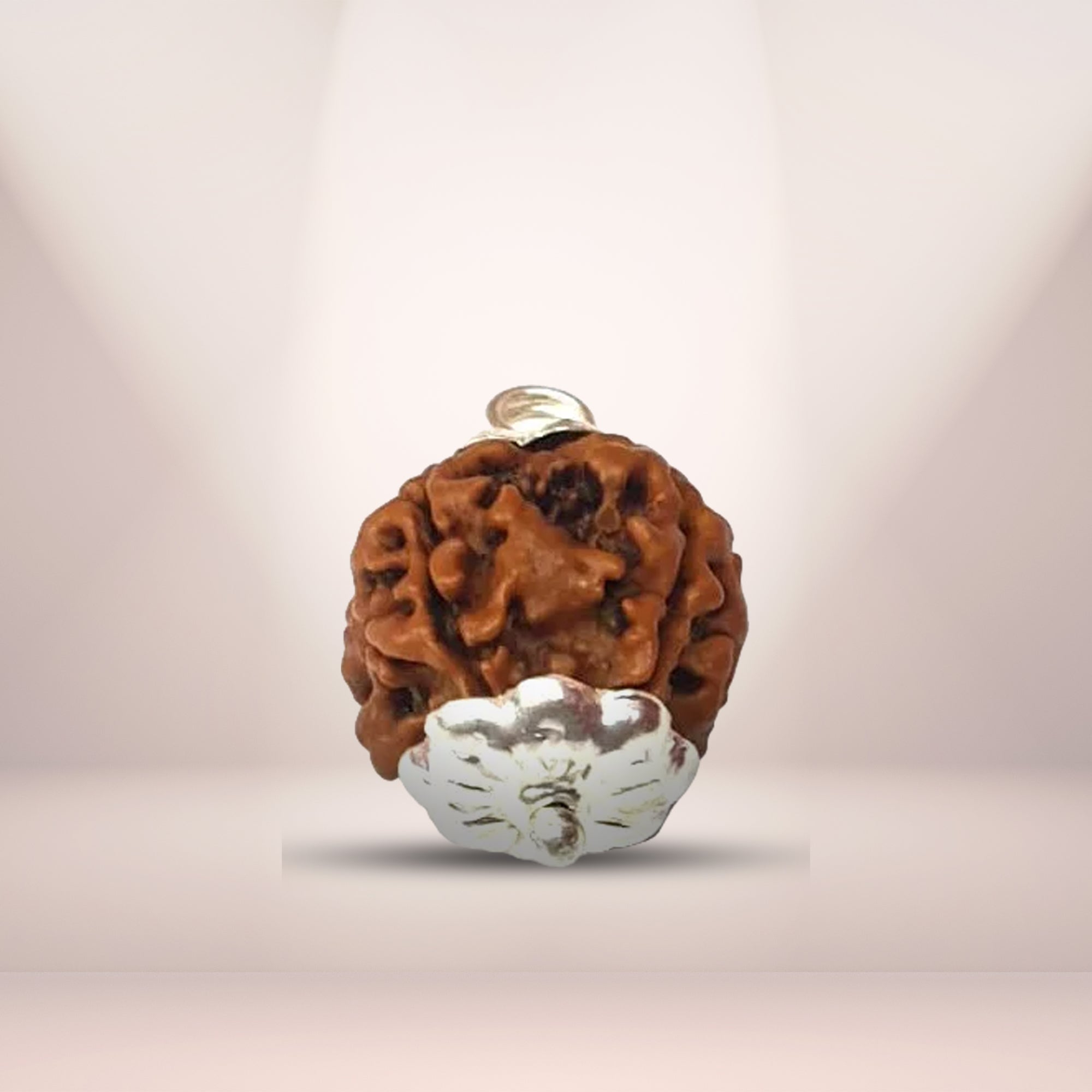 4 Mukhi Rudraksha (Nepali) - Regular