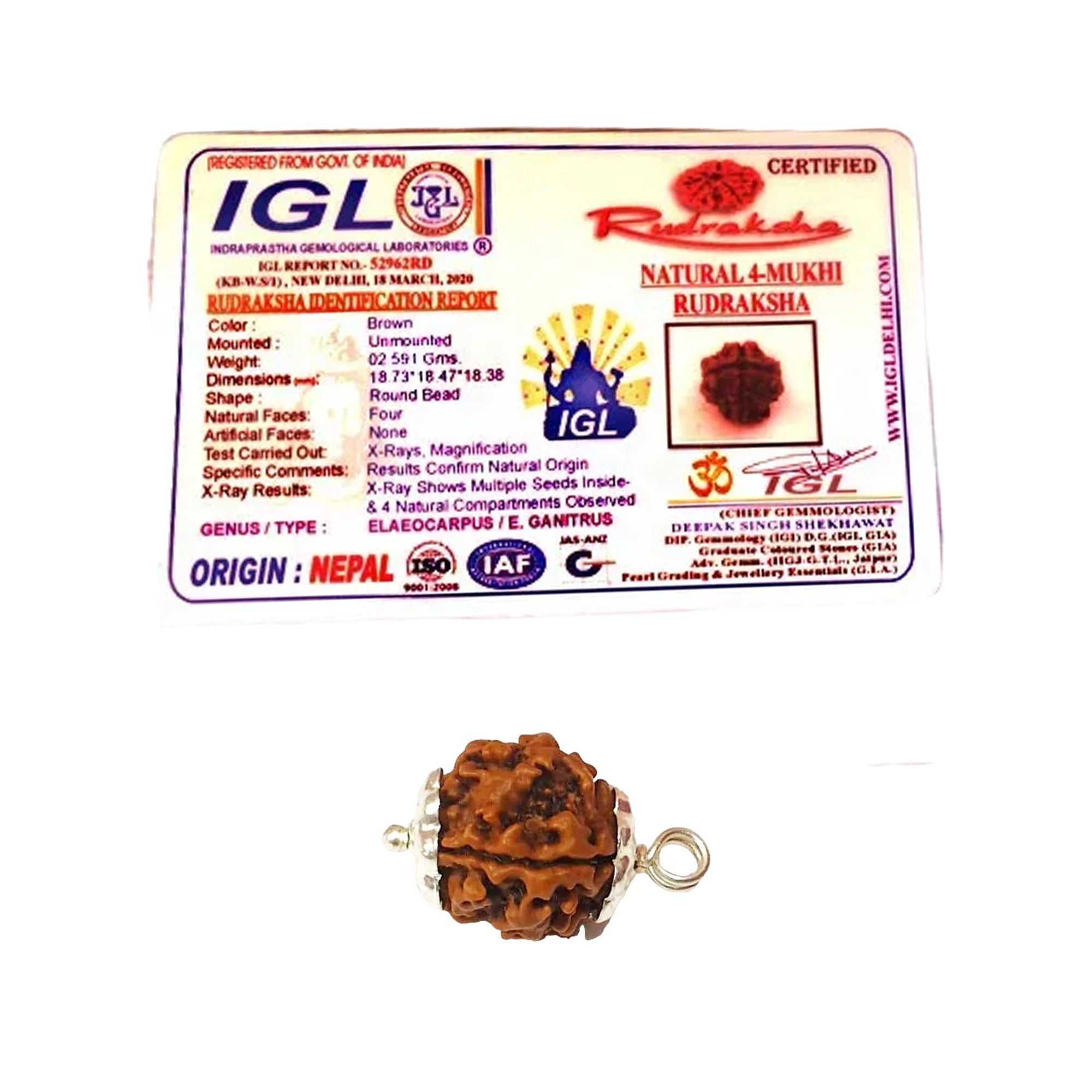 4 Mukhi Rudraksha (Nepali) - Regular