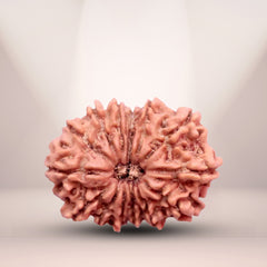 14 Mukhi Rudraksha (Nepali) - Medium