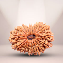 17 Mukhi Rudraksha (Nepali) - Collector