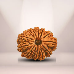 13 Mukhi Rudraksha (Nepali) - Super Collector