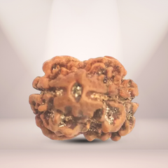 2 Mukhi Rudraksha (Nepali) - Medium