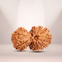 Natural 15 Mukhi Rudraksha (Nepali) - Gaurishankar