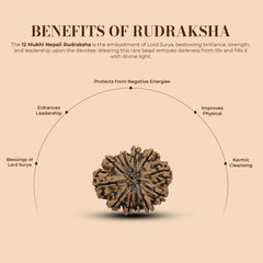 12 Mukhi Nepali Rudraksha 1