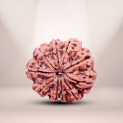 10 Mukhi Rudraksha (Nepali) - Medium