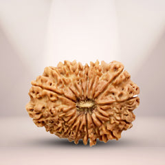 16 Mukhi Rudraksha (Nepali) - Collector