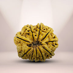 10 Mukhi Rudraksha (Nepali) - Super Collector