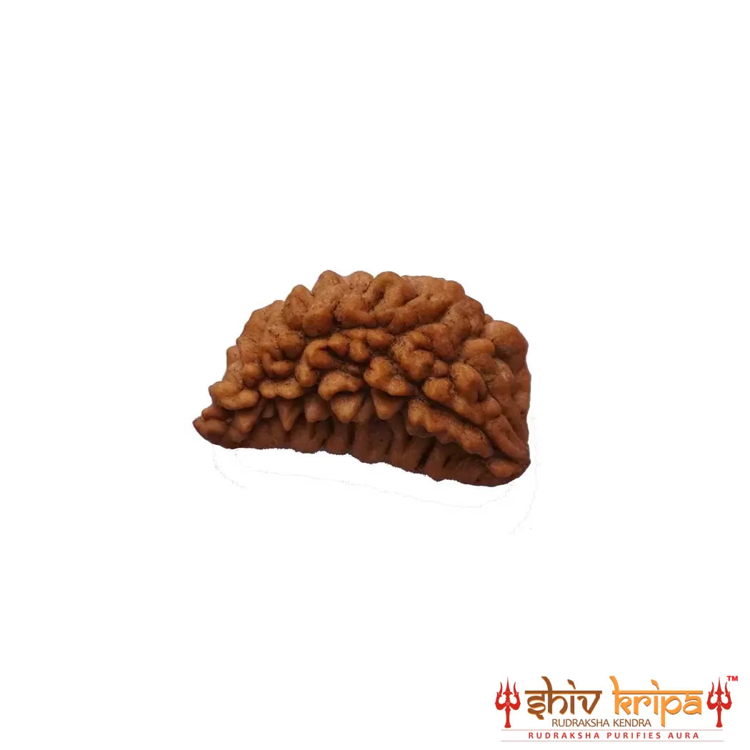 1 Mukhi Rudraksha (South Indian)- Medium