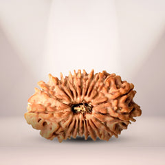 20 Mukhi Rudraksha (Nepali) - Collector