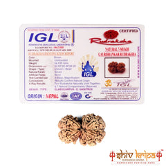 Gaurishankar Rudraksha (Nepali)