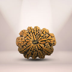 11 Mukhi Rudraksha (Nepali) - Super Collector