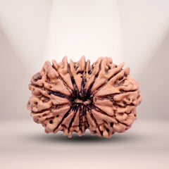 14 Mukhi Rudraksha (Nepali) - Super Collector