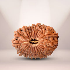 20 Mukhi Rudraksha (Nepali) - Super Collector