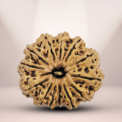 13 Mukhi Nepali Rudraksha